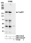 Detection of human TopBP1 by western blot of immunoprecipitates.