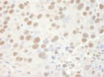 Detection of mouse CPSF68 by immunohistochemistry.