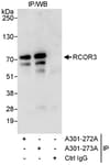 Detection of human RCOR3 by western blot of immunoprecipitates.