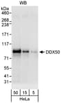 Detection of human DDX50 by western blot.