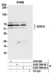 Detection of human SOX10 by western blot of immunoprecipitates.
