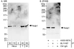Detection of human and mouse Nulp1 by western blot (h &amp; m) and immunoprecipitation (h).