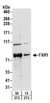 Detection of mouse FXR1 by western blot.