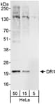 Detection of human DR1 by western blot.