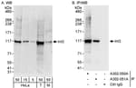 Detection of human and mouse INT3 by western blot (h&amp;m) and immunoprecipitation (h).