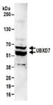 Detection of mouse UBXD7 by western blot.