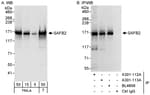 Detection of human SAFB2 by western blot and immunoprecipitation.