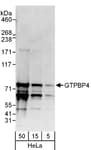 Detection of human GTPBP4 by western blot.
