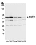 Detection of human and mouse MKRN1 by western blot.