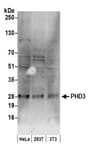 Detection of human and mouse PHD3 by western blot.