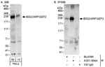Detection of human BIG2/ARFGEF2 by western blot and immunoprecipitation.