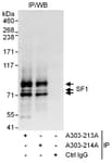 Detection of human SF1 by western blot of immunoprecipitates.