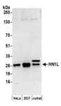 Detection of human HN1L by western blot.