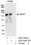 Detection of human USP47 by western blot of immunoprecipitates.