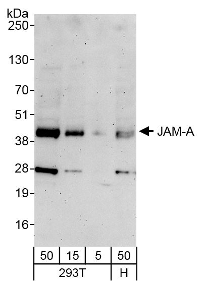 Detection of human JAM-A by western blot.