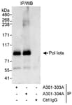 Detection of human Pol Iota by western blot of immunoprecipitates.