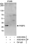 Detection of human FKBP3 by western blot of immunoprecipitates.