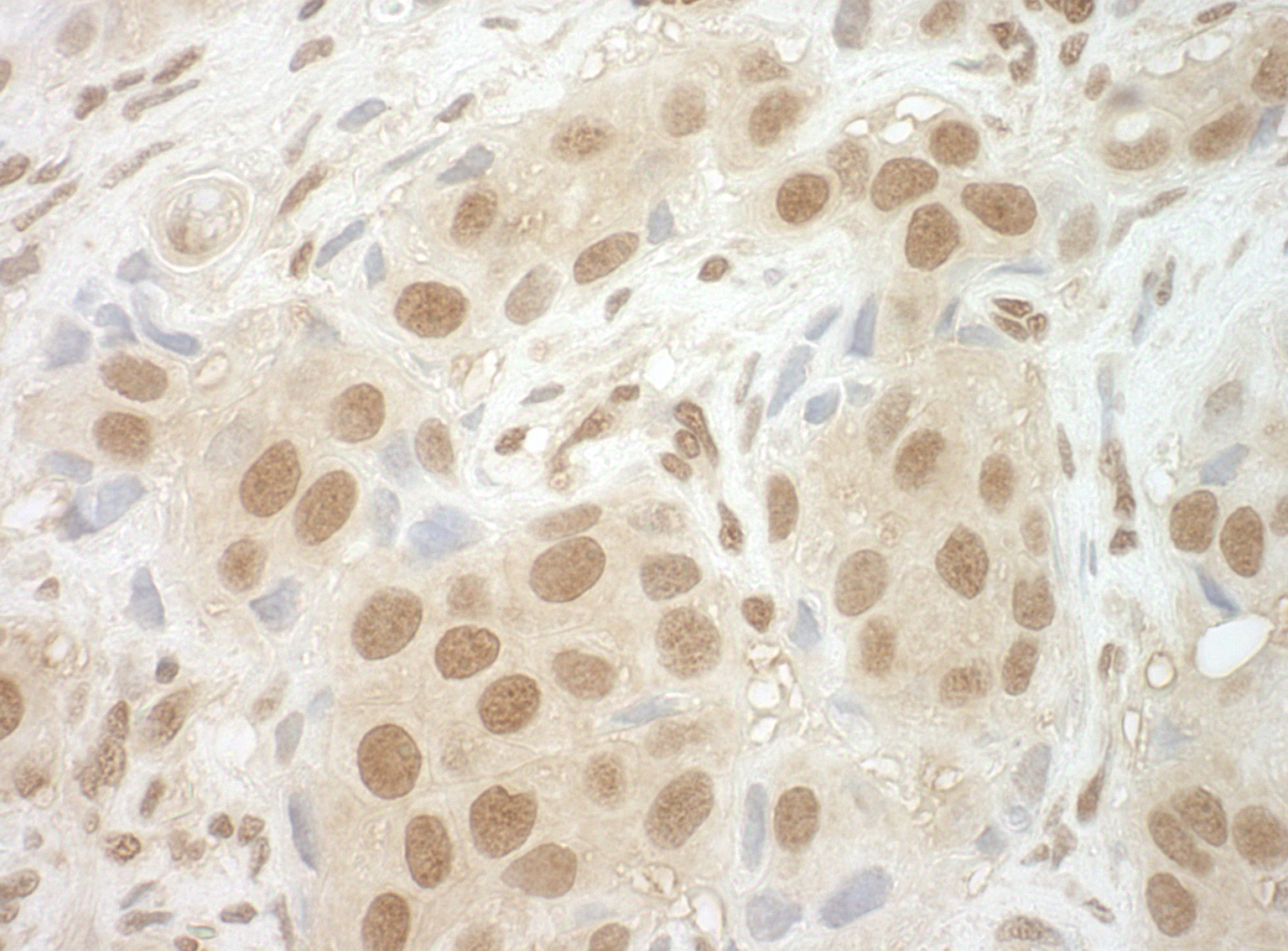 Rabbit anti-NCBP2 IHC Antibody