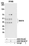 Detection of human SNX16 by western blot of immunoprecipitates.