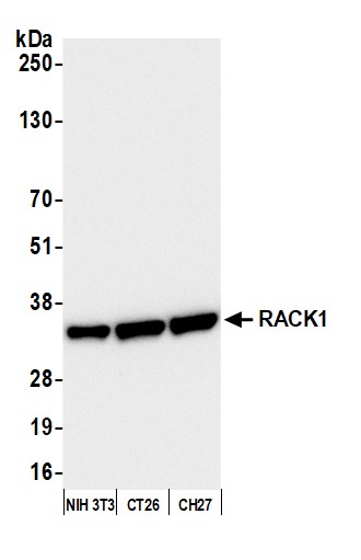 Detection of mouse RACK1 by western blot.