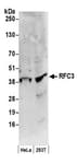 Detection of human RFC3 by western blot.
