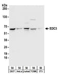 Detection of human and mouse EDC3 by western blot.