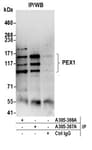 Detection of human PEX1 by western blot of immunoprecipitates.