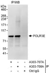 Detection of human POLR3E by western blot of immunoprecipitates.
