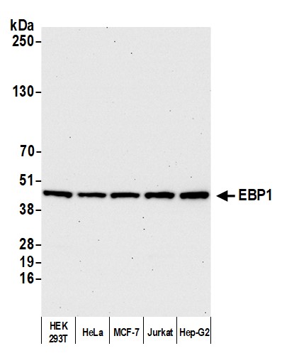 Detection of human EBP1 by western blot.