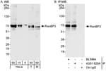 Detection of human and mouse RanBP3 by western blot (h&amp;m) and immunoprecipitation (h).