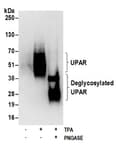 Detection of human glycosylated and deglycosylated UPAR by western blot.