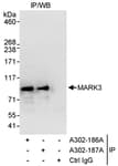 Detection of human MARK3 by western blot of immunoprecipitates.