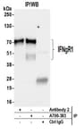 Detection of human IFNgR1 by western blot of immunoprecipitates.