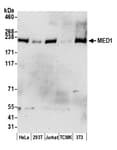 Detection of human and mouse MED1 by western blot.