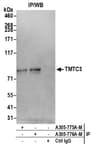 Detection of human TMTC3 by western blot of immunoprecipitates.