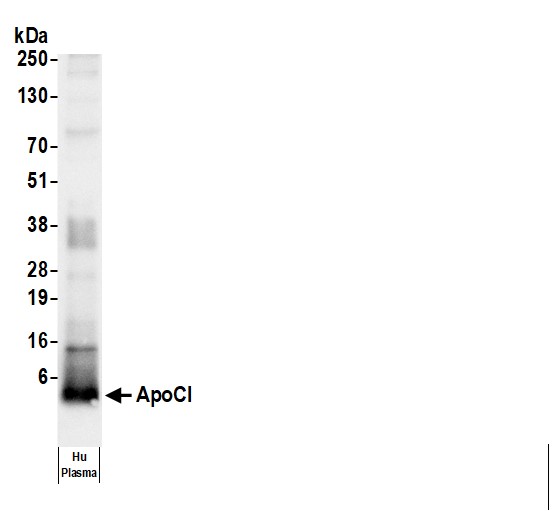 Rabbit anti-Human ApoCI Antibody
