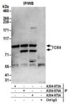 Detection of human TOX4 by western blot of immunoprecipitates.