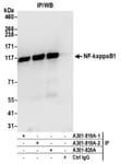 Detection of human NF-kappaB1 by western blot of immunoprecipitates.