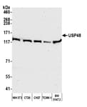 Detection of mouse USP48 by western blot.