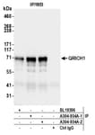 Detection of human QRICH1 by western blot of immunoprecipitates.