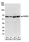 Detection of human PAPD1 by western blot.