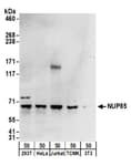 Detection of human and mouse NUP85 by western blot.