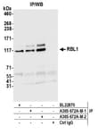Detection of human RBL1 by western blot of immunoprecipitates.