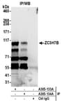 Detection of human ZC3H7B by western blot of immunoprecipitates.