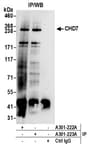 Detection of human CHD7 by western blot of immunoprecipitates.