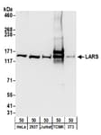 Detection of human and mouse LARS by western blot.