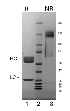 Purified Recombinant Human IgA1, lambda