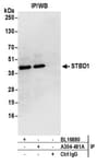 Detection of human STBD1 by western blot of immunoprecipitates.