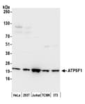 Detection of human and mouse ATP5F1 by western blot.