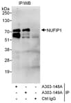Detection of human NUFIP1 by western blot of immunoprecipitates.